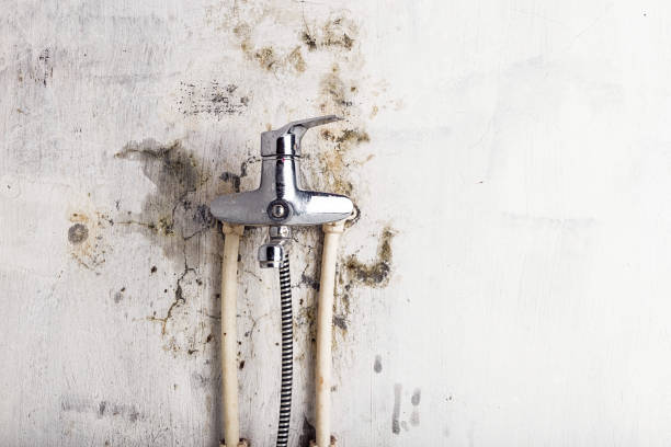 Best Residential Mold Remediation in Valencia, NM