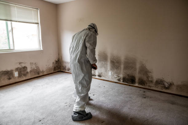 Best Basement Mold Remediation in Valencia, NM